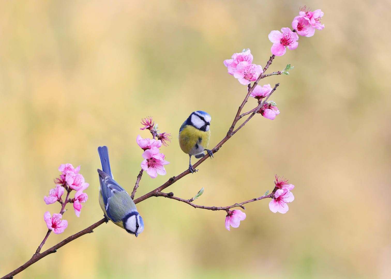 Blaumeisen auf Pfirsichblüten