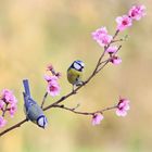 Blaumeisen auf Pfirsichblüten