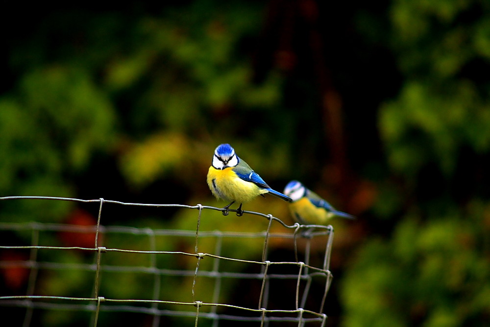 Blaumeisen