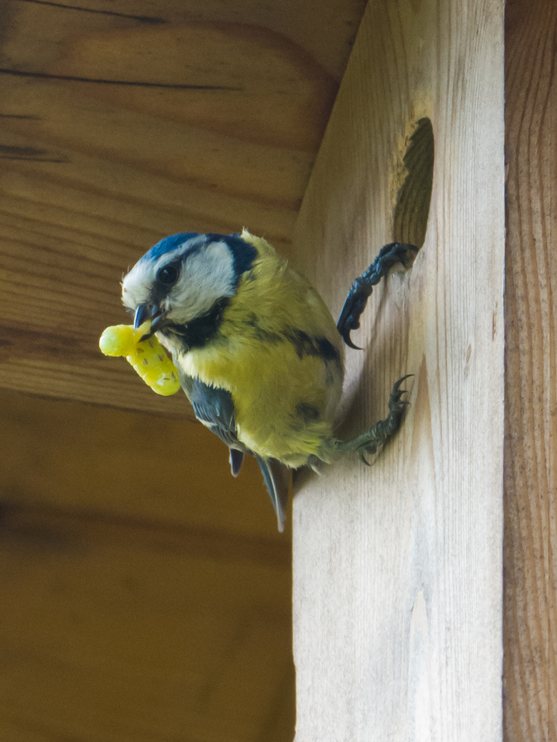 Blaumeisen bei der Aufzucht