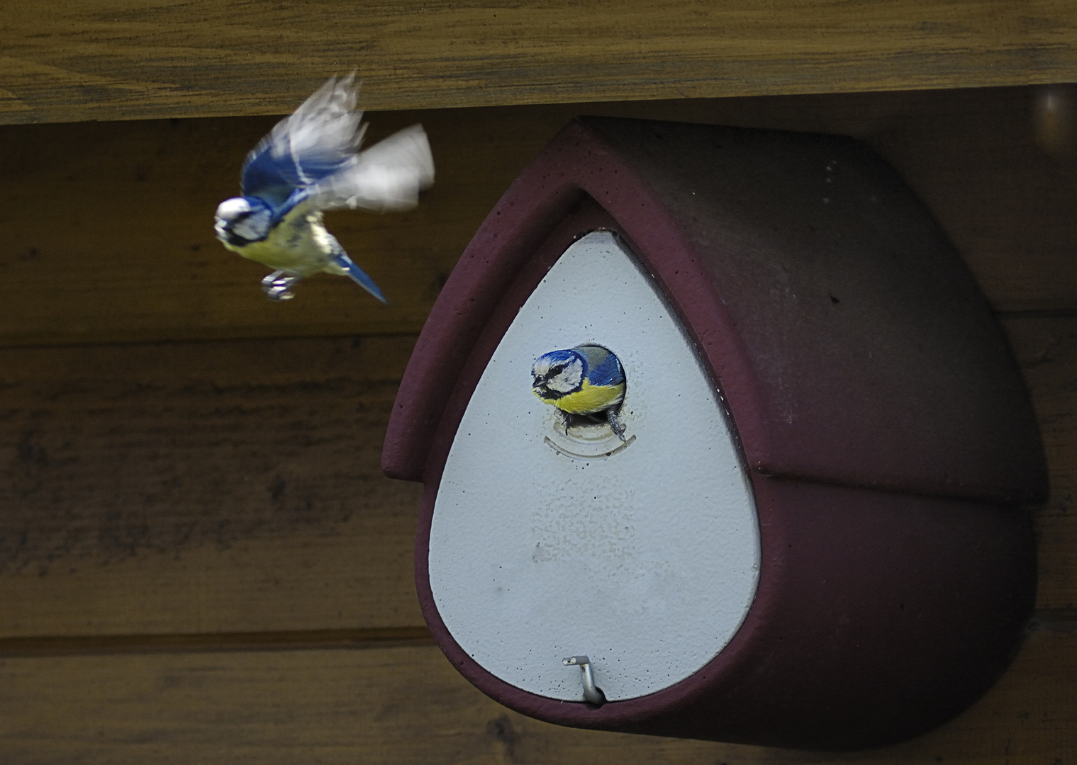 Blaumeisen bei der Fütterung