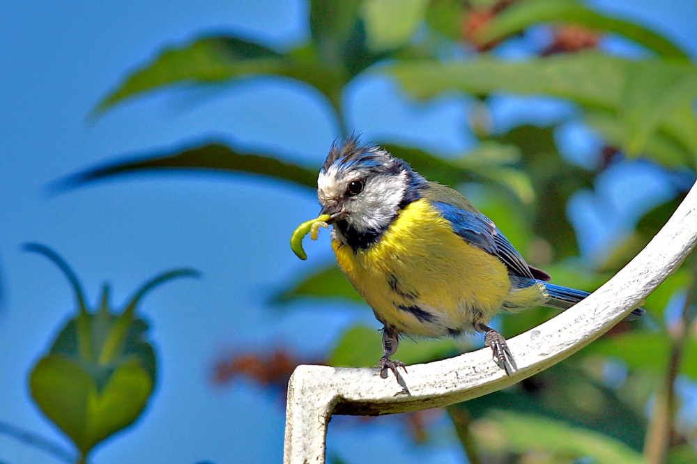 Blaumeisen bei der Fütterung 2