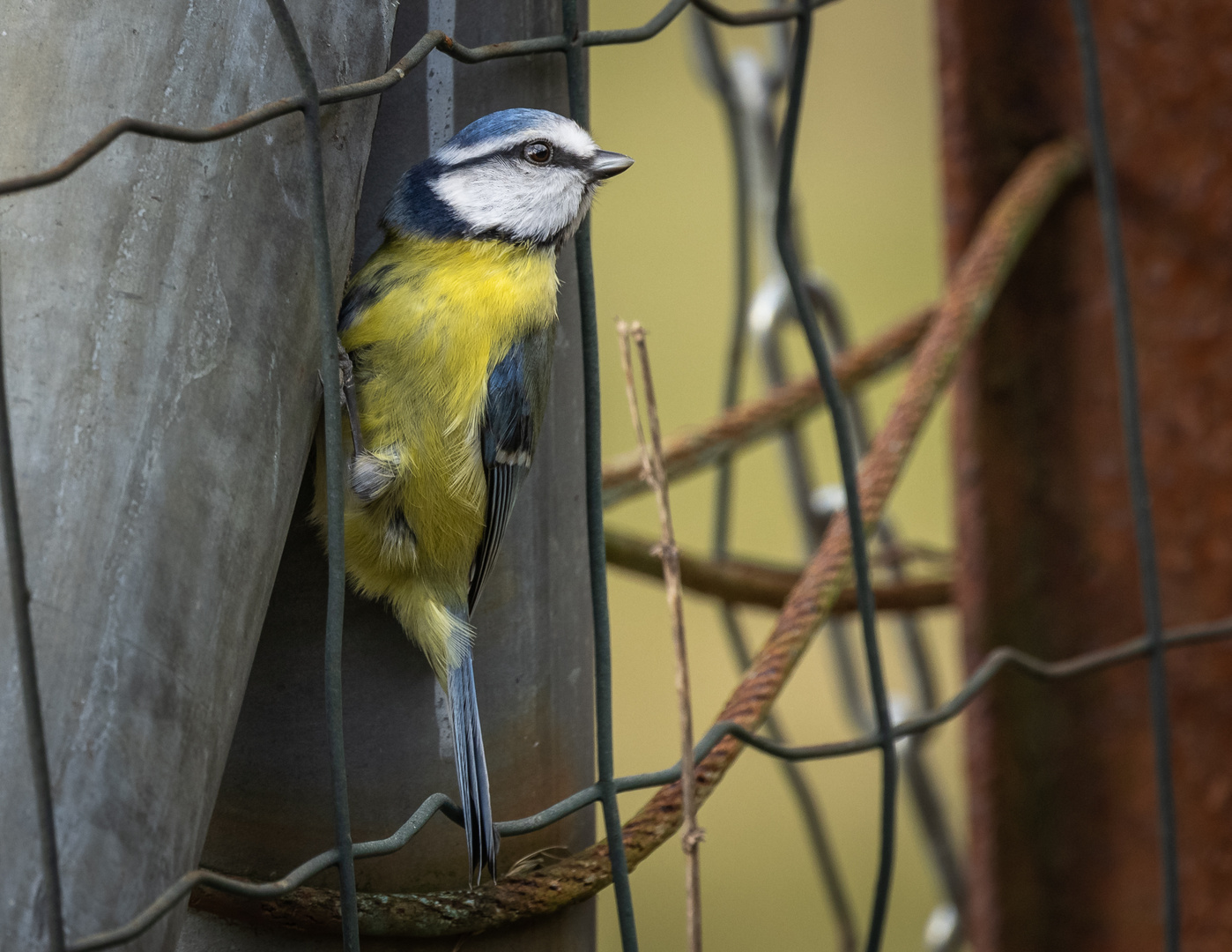 Blaumeisen beim Nestbau