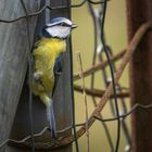 Blaumeisen beim Nestbau