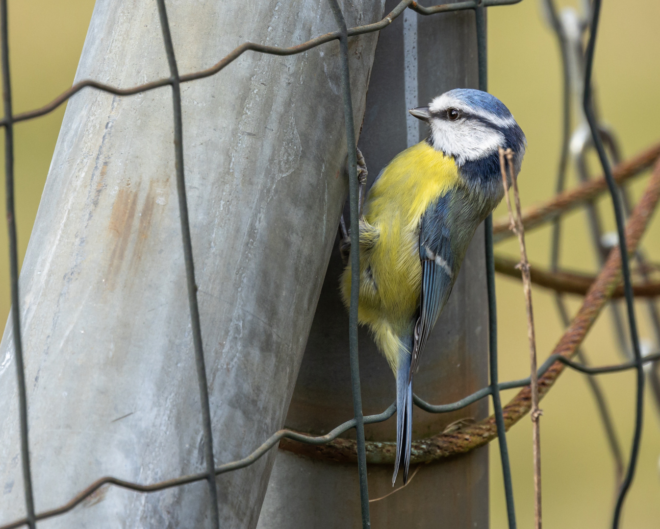 Blaumeisen beim Nestbau