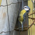 Blaumeisen beim Nestbau