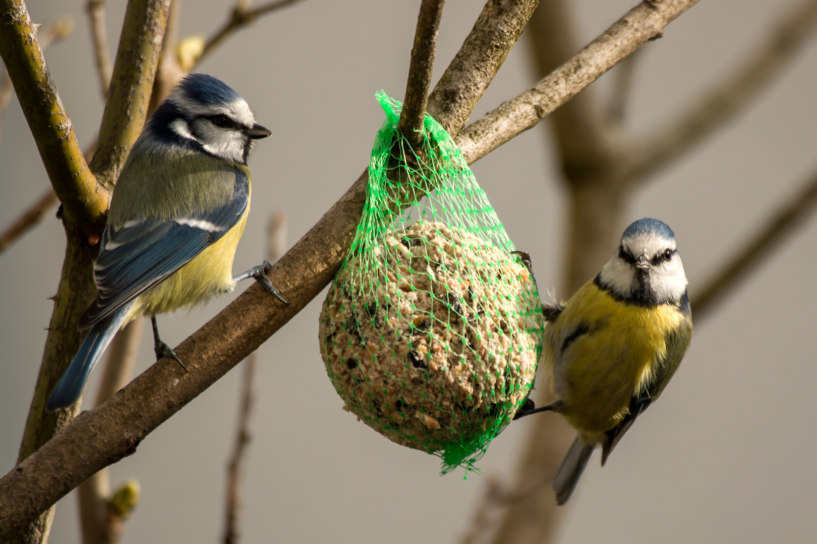 Blaumeisen beim Sonntagsbrunch