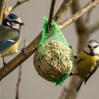 Blaumeisen beim Sonntagsbrunch