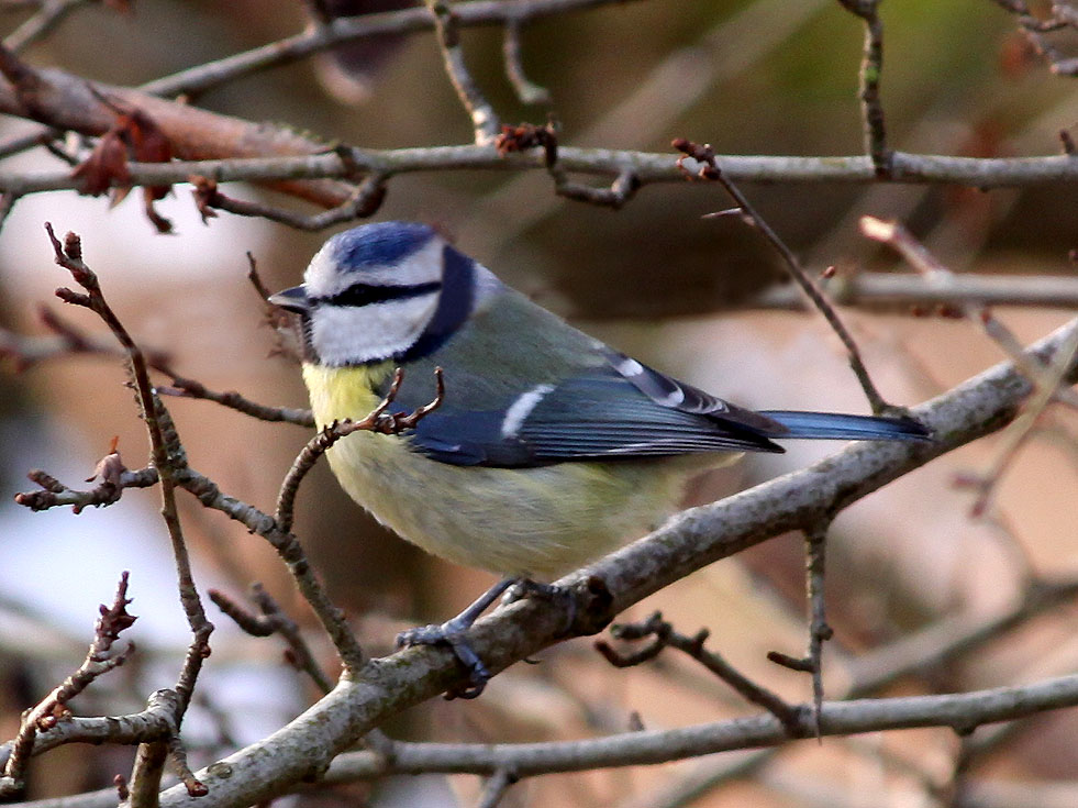 Blaumeisen-Bild (bearbeitet)