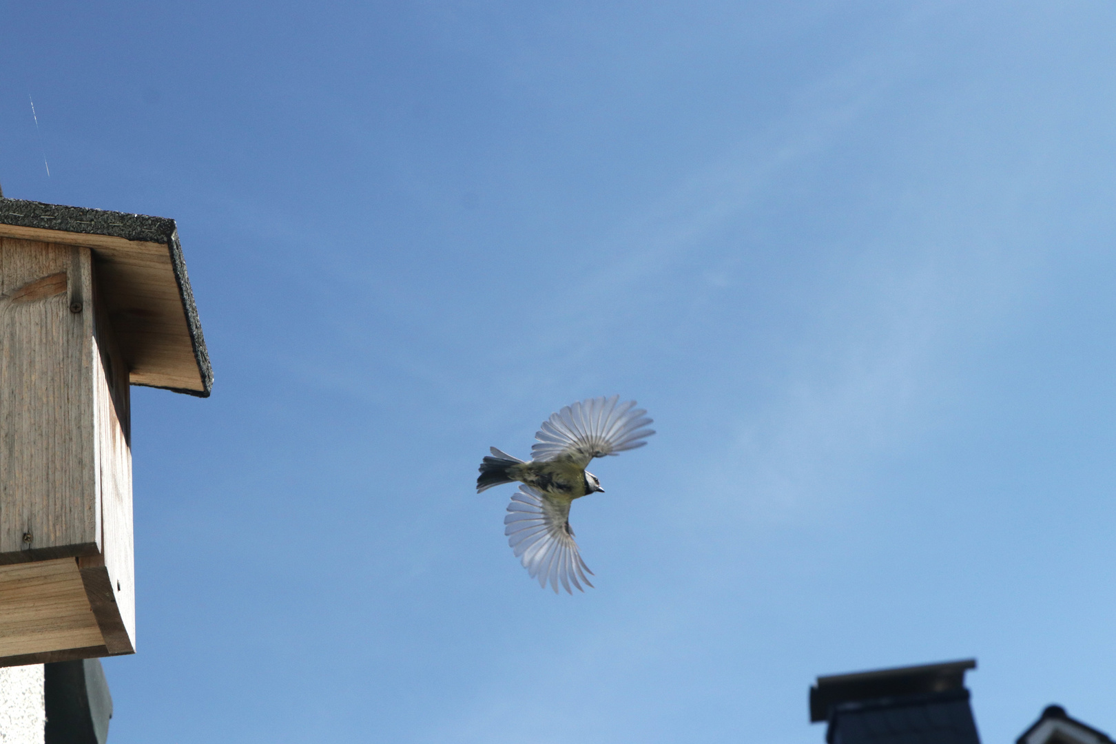 Blaumeisen Flugschau