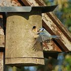 Blaumeisen Fütterung