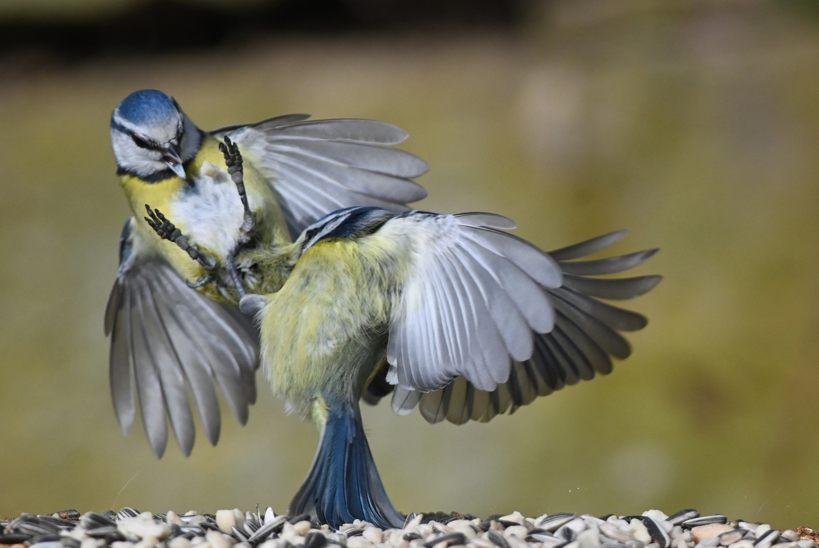 Blaumeisen Futterstreit