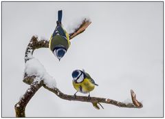 Blaumeisen im Schnee