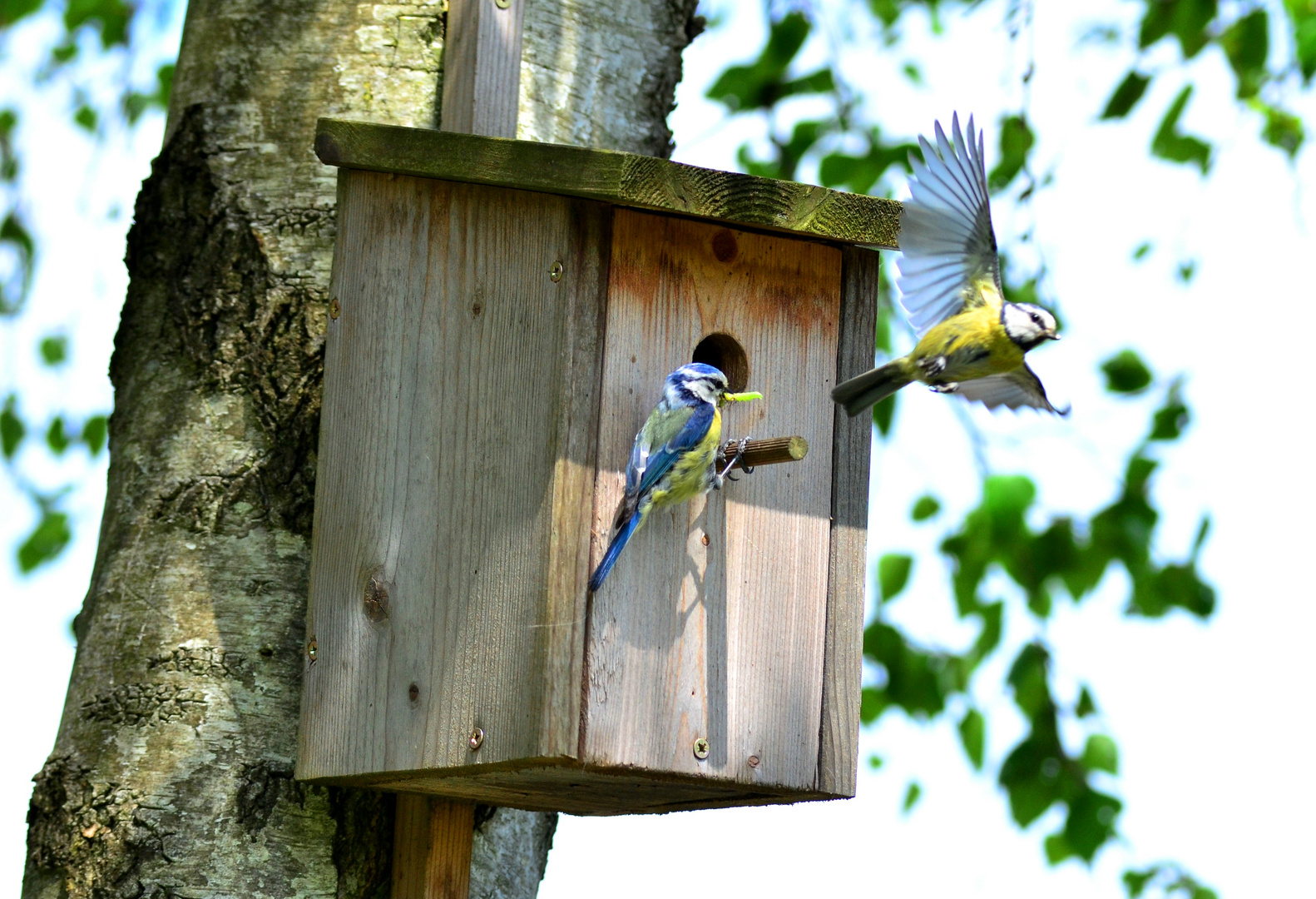 Blaumeisen im Team