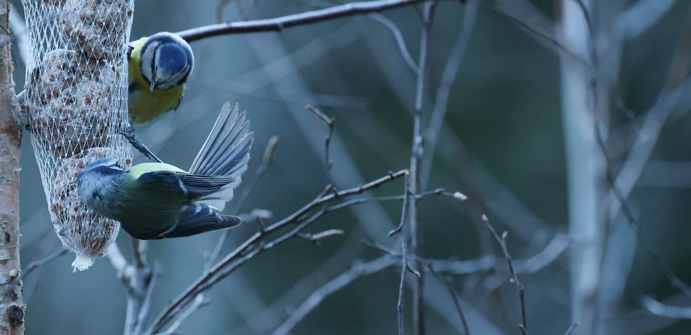 Blaumeisen im Winter