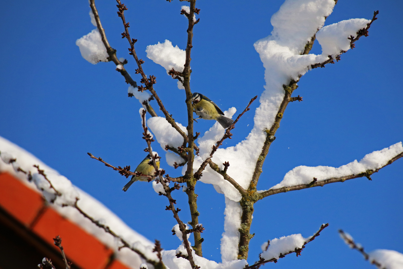 Blaumeisen im Winter