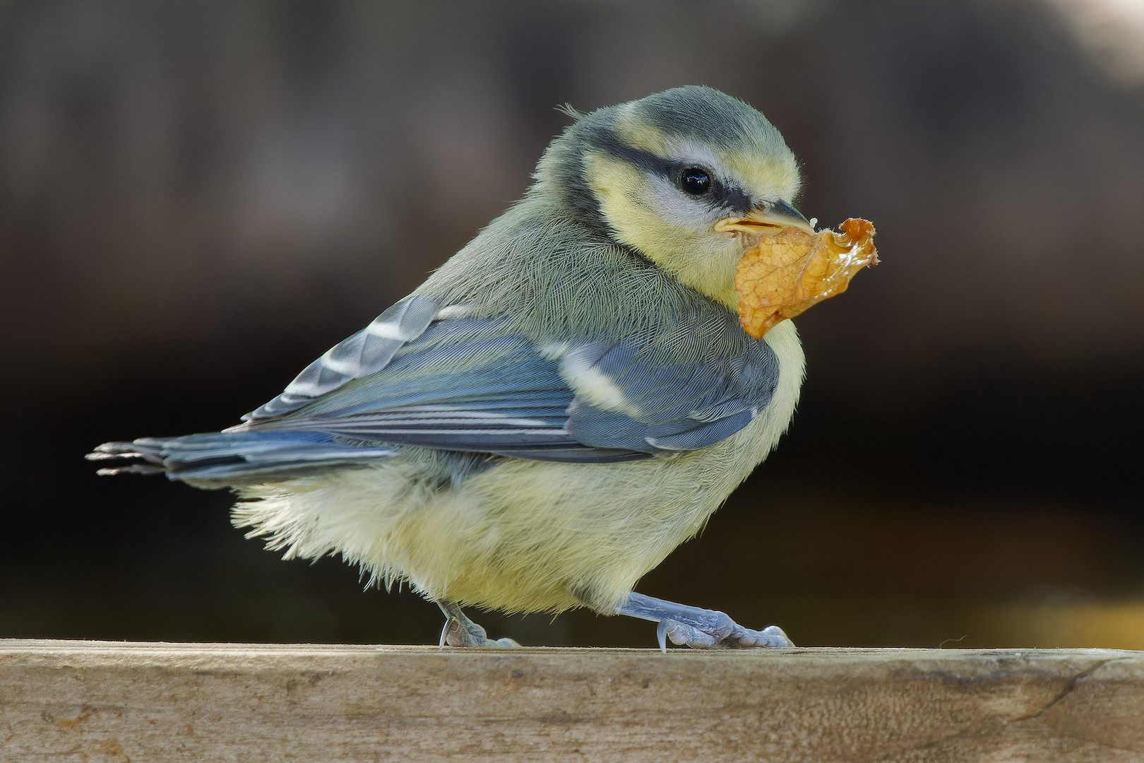 Blaumeisen Jungvogel mit Blatt