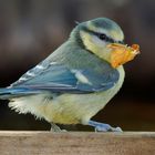 Blaumeisen Jungvogel mit Blatt