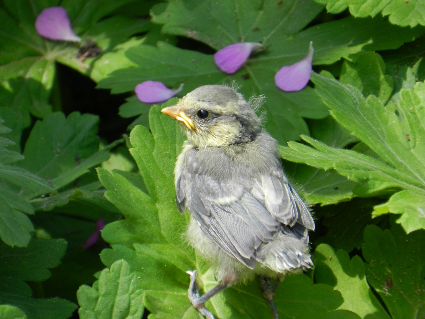 * * * Blaumeisen-Küken in unserem Natur-Garten * * *