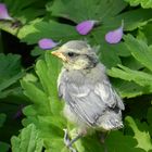 * * * Blaumeisen-Küken in unserem Natur-Garten * * *