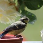 Blaumeisen Nachwuchs 