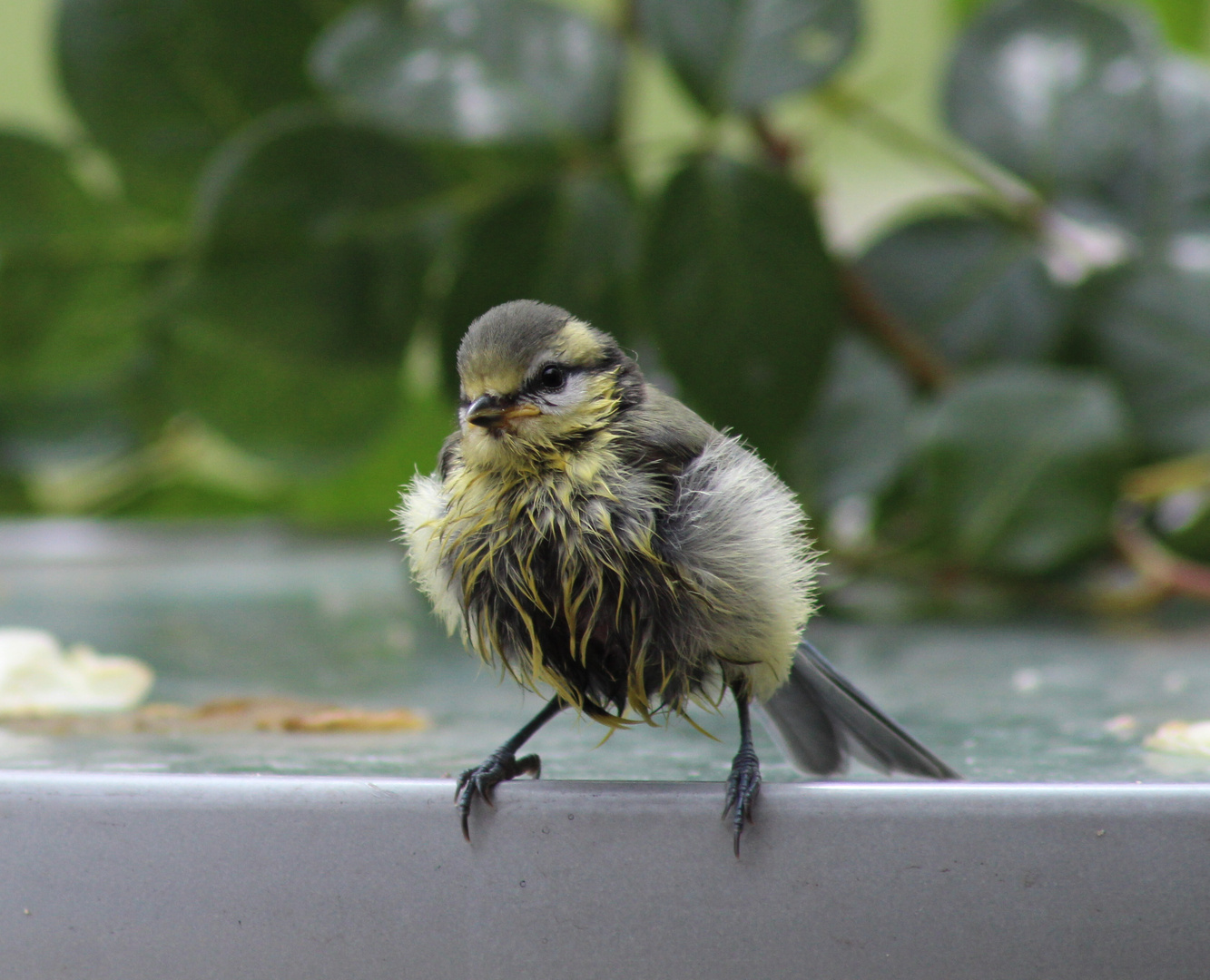 Blaumeisen Nachwuchs nach dem Baden