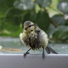 Blaumeisen Nachwuchs nach dem Baden