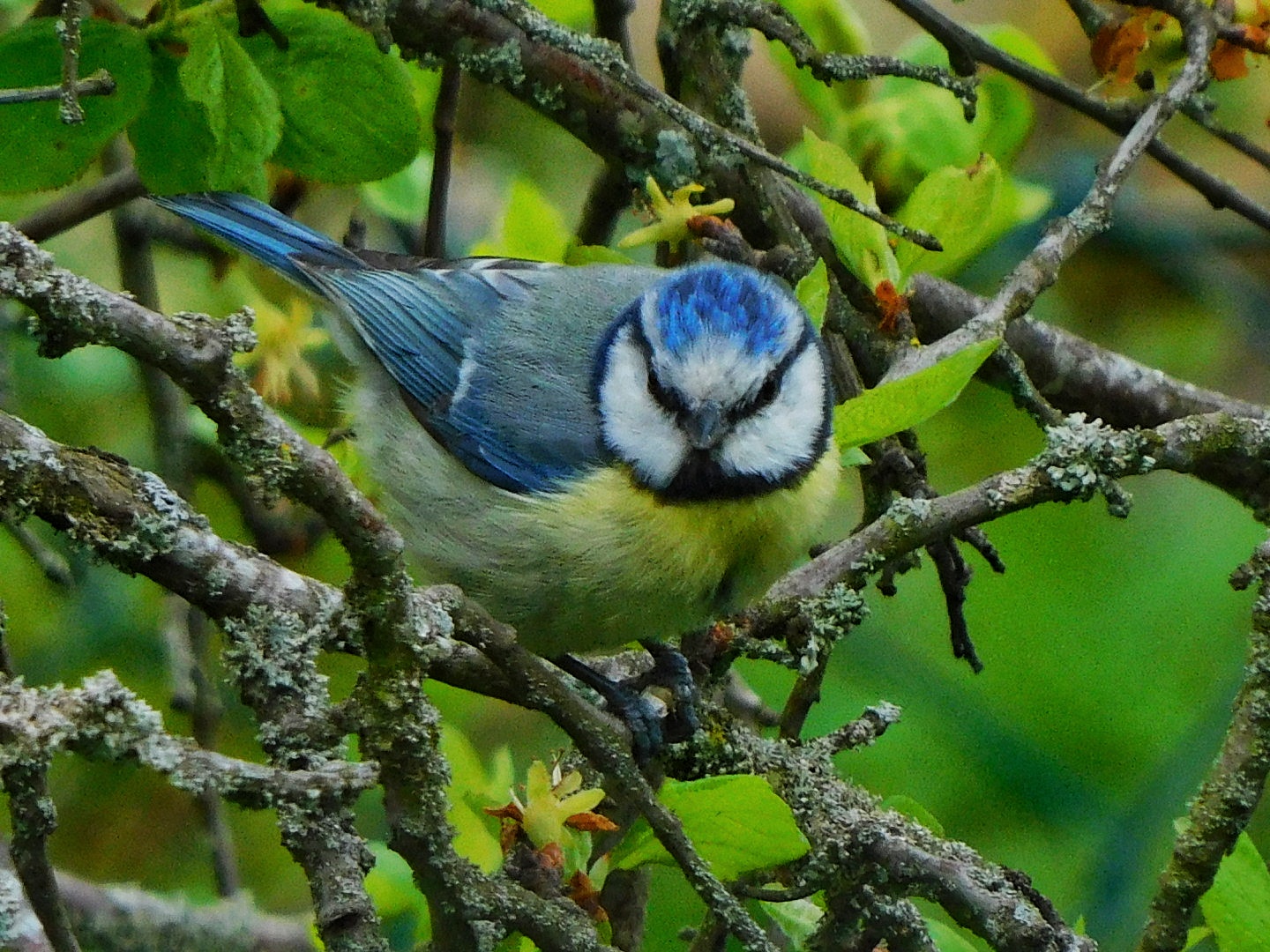 Blaumeisen Nahaufnahme