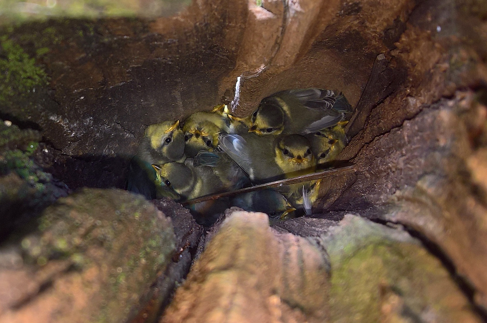 Blaumeisen- Nest im Zaunpfahl , mit elf Jungen .....