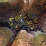 Blaumeisen- Nest im Zaunpfahl , mit elf Jungen .....