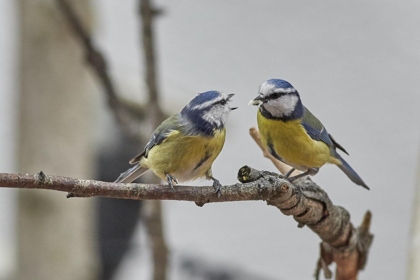 Blaumeisen Pärchen