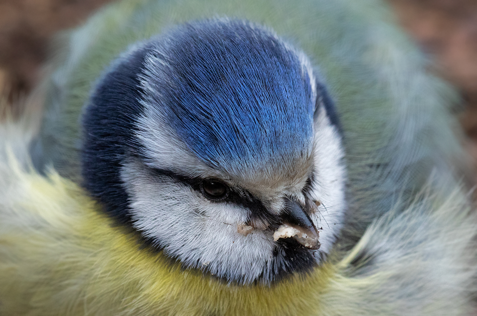 Blaumeisen Portrait 001