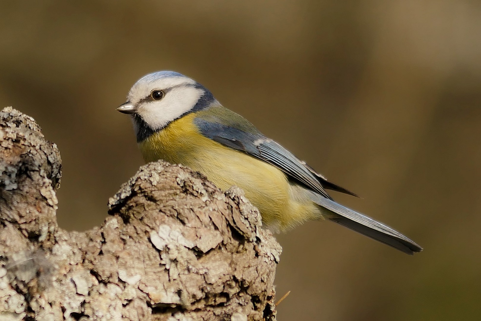 Blaumeisen Portrait 3