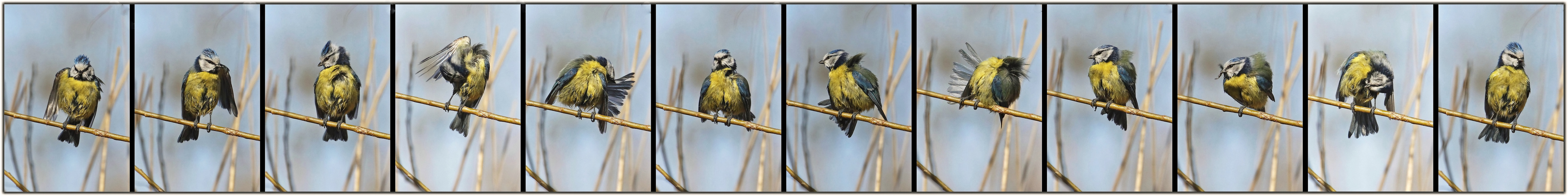 Blaumeisen Serie "Wischi - Waschi"