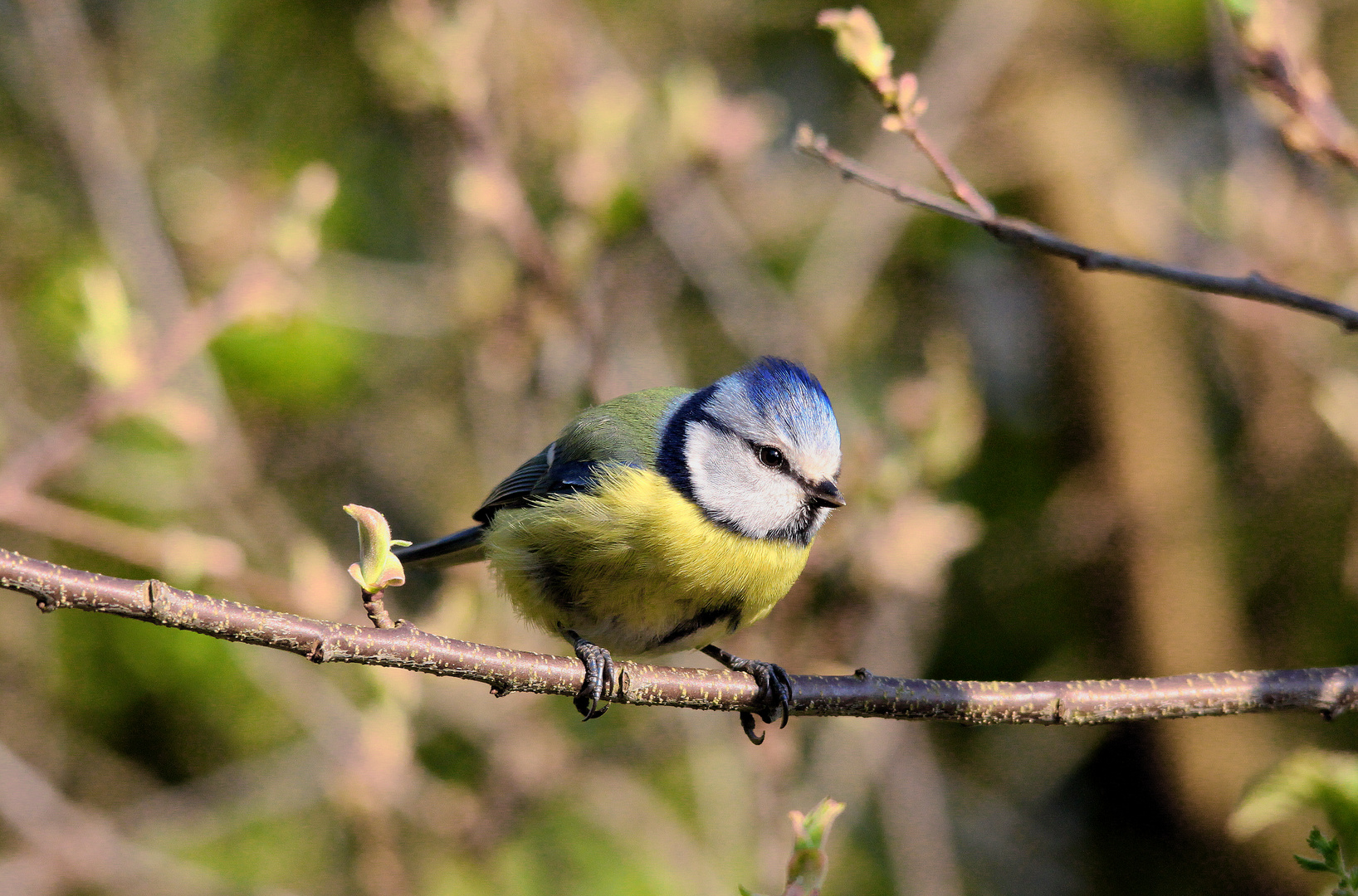 Blaumeisen sind einfach schön