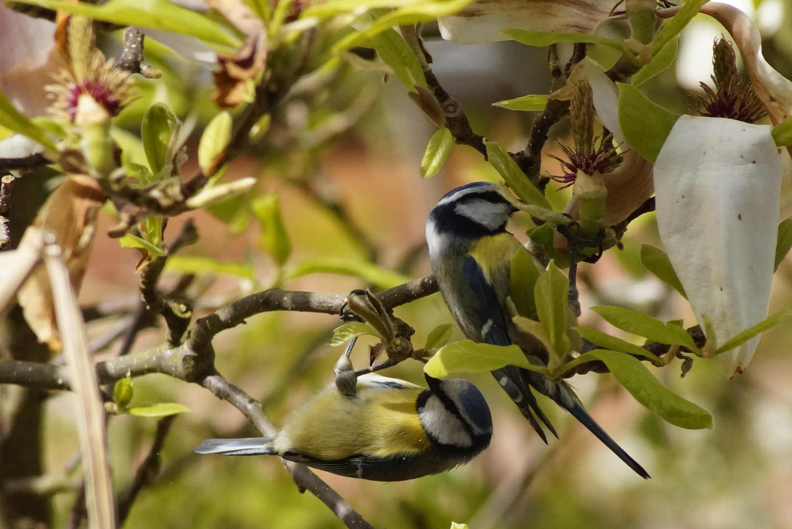 Blaumeisen toben durch unseren Garten...