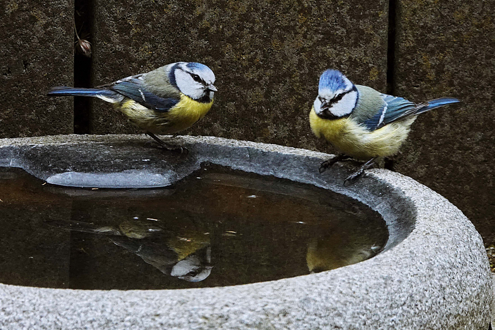 Blaumeisen treffen sich zum Spiegeln