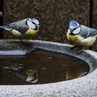 Blaumeisen treffen sich zum Spiegeln