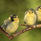 Blaumeisen Trio