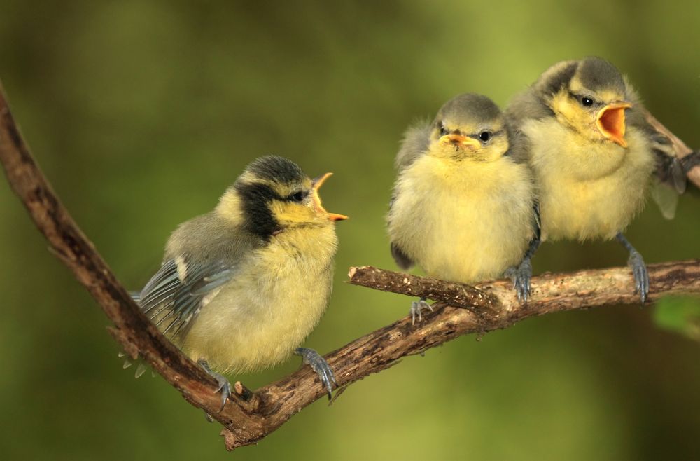 Blaumeisen Trio