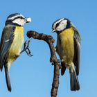 Blaumeisen und ein neidvoller Blick