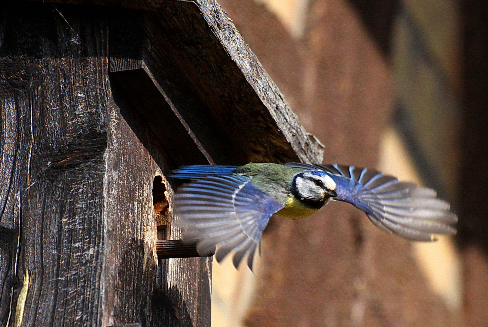 Blaumeisenabflug