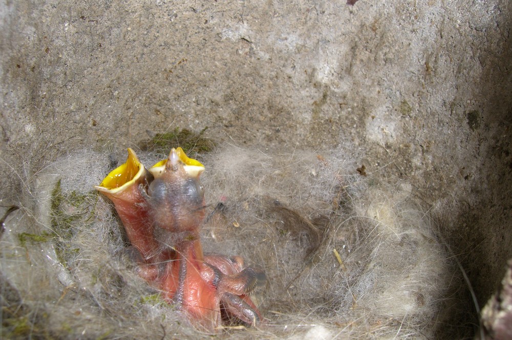 Blaumeisenbabies im Gartennest