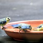 Blaumeisenbande beim baden