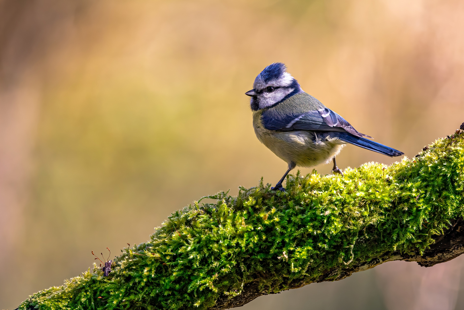 Blaumeisenbesuch