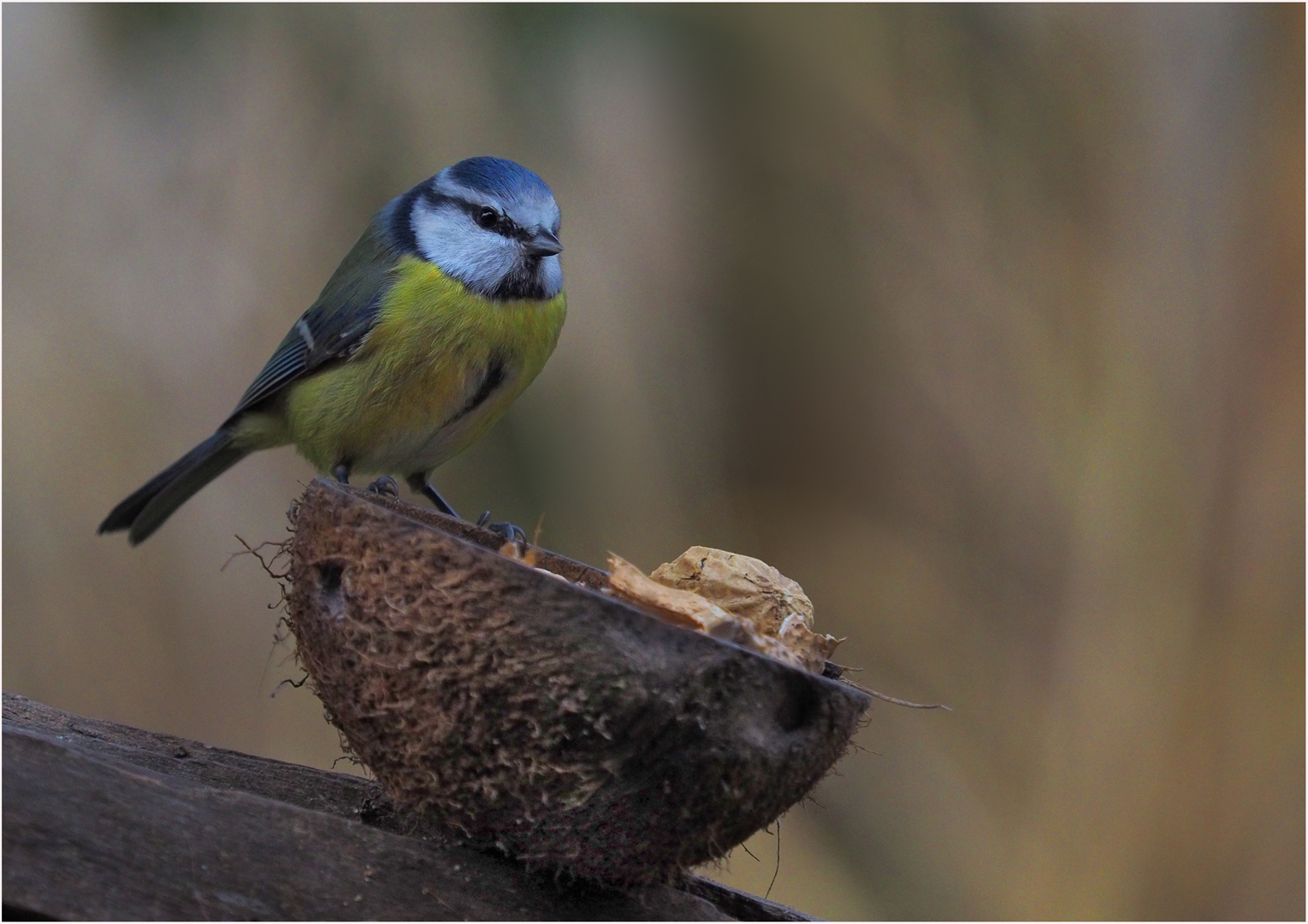 Blaumeisenbesuch