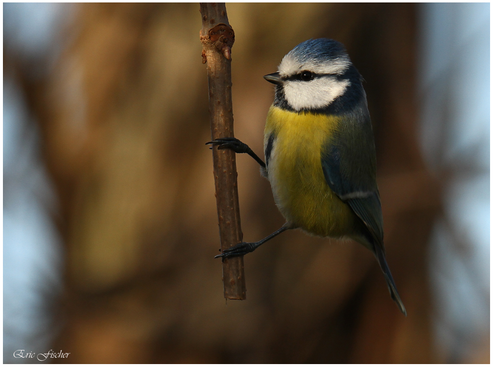 Blaumeisenbesuch