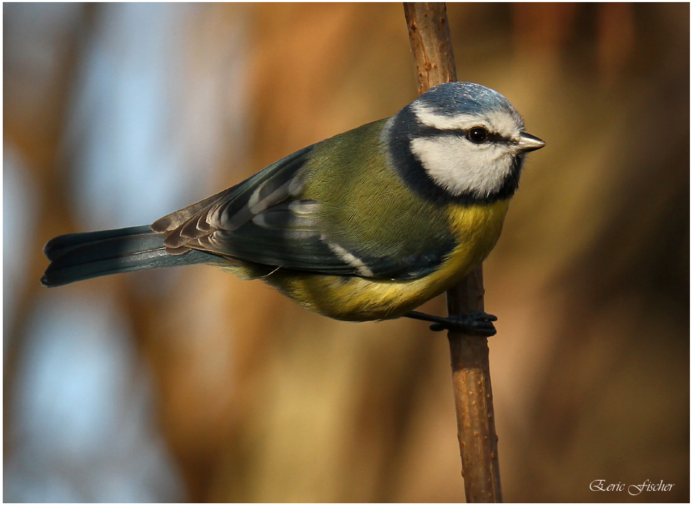 Blaumeisenbesuch II