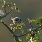 Blaumeisenblüte