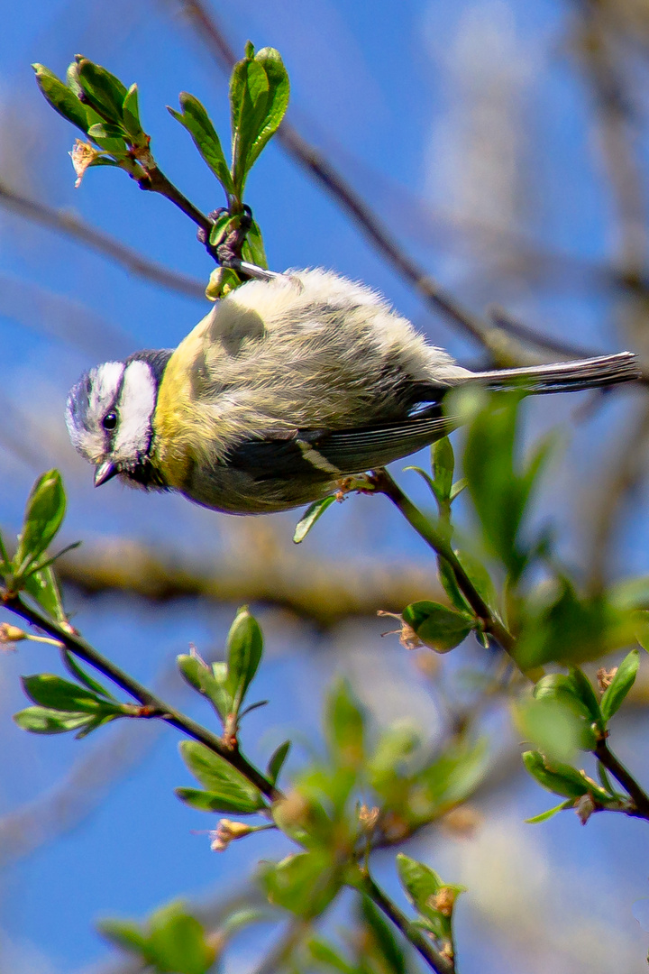 Blaumeise,neugierig